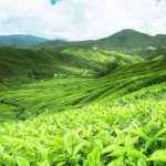 Sri Lanka's Diverse Tea Regions: A Flavorful Journey